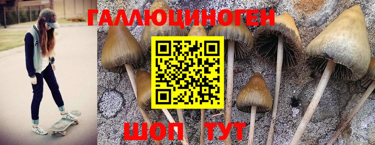 Галлюциногенные грибы Psilocybe Ликино-Дулёво